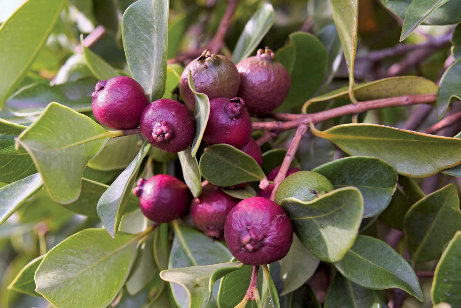 Types of Guavas in India