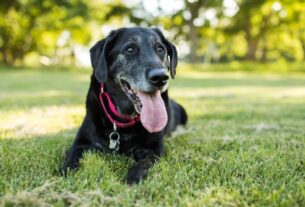 Laryngeal Paralysis in Dogs