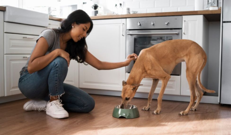 The Benefits of Wet Food in a Dog’s Diet